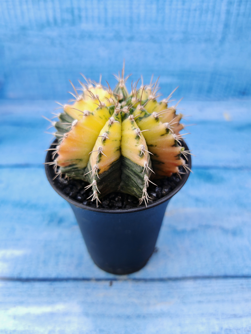 Gymnocalycium Variegata (Гимнокалициум Вариегатный)