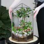 Готовый флорариум Ботанический сад Фикус XL 45см