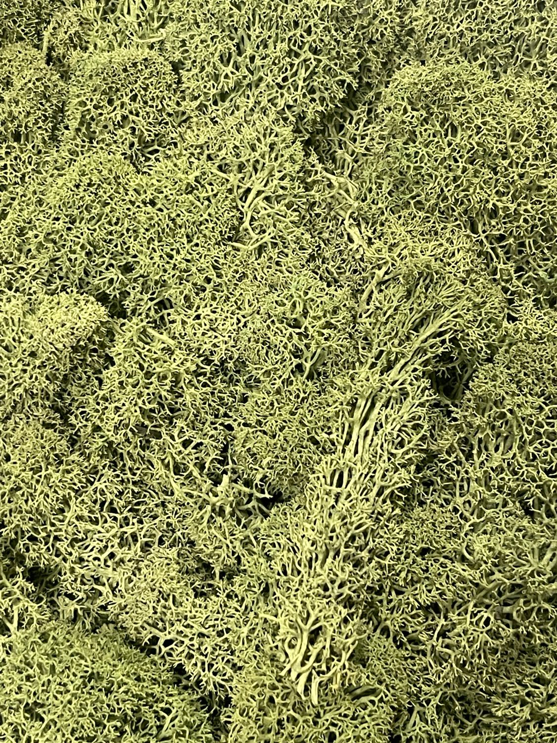 Мох стабилизированный , цвет: болотно-зеленый 100г.