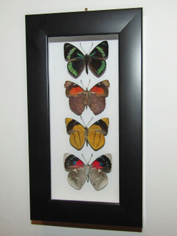 Бабочки Перисамы в рамке