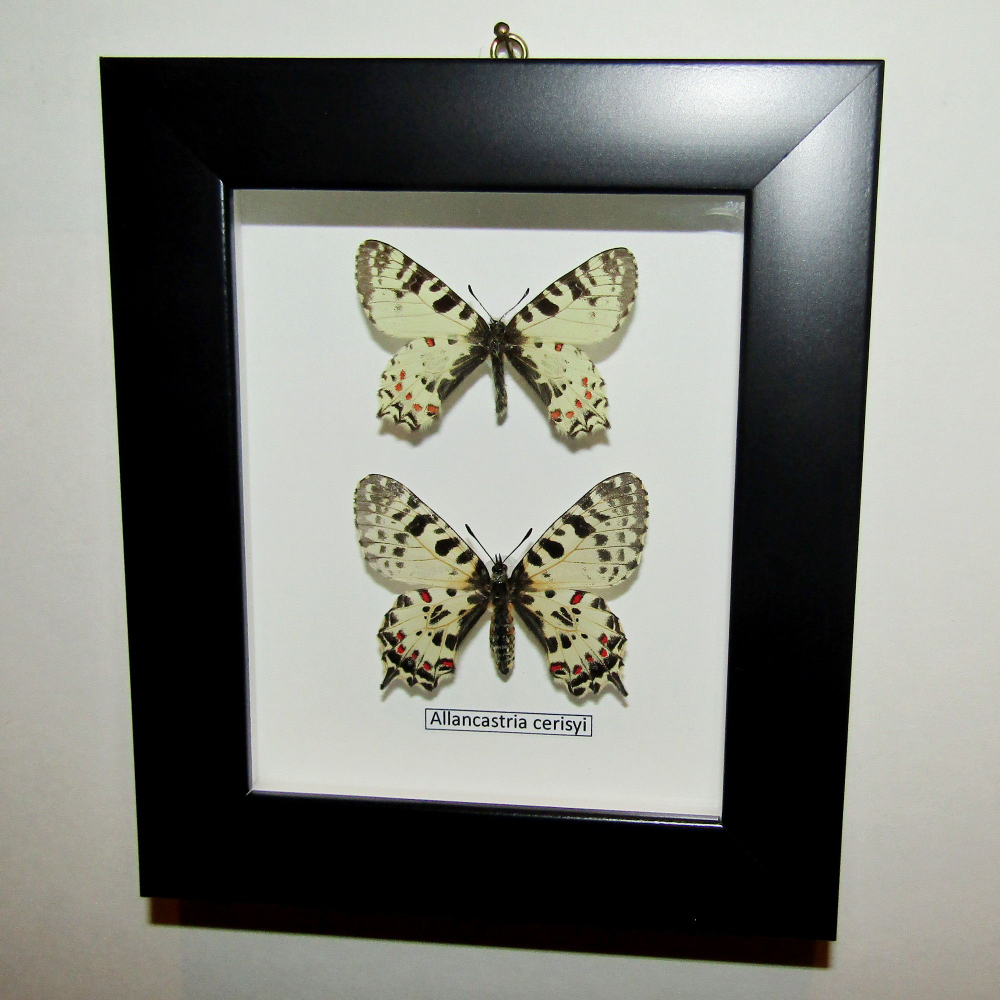 Бабочка Allancastria пара в рамке