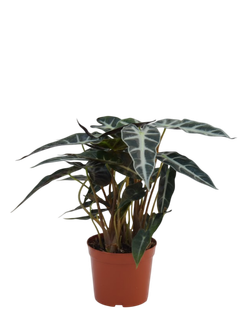 Алоказия Magic Mirror д.12