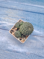 Rebutia Nitida (Ребуция)