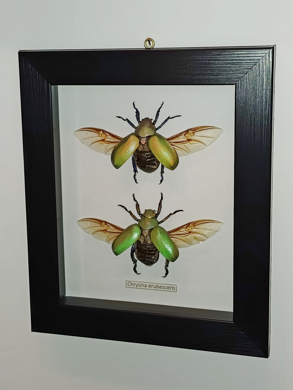Жук Chrysina erubescens пара в рамке