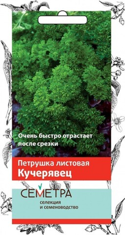 Петрушка кудрявая Кучерявец