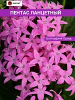 Пентас ланцетный набор