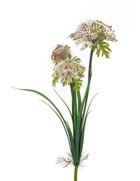 Даукус карота (Дикая морковь) (розовая) 60 см