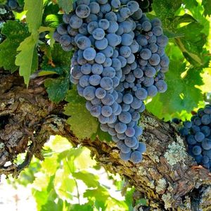 Кариньян, Кариньяно (фр. Carignan) - красный сорт винограда