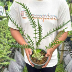 Леканоптерис L.LUZONNENSES