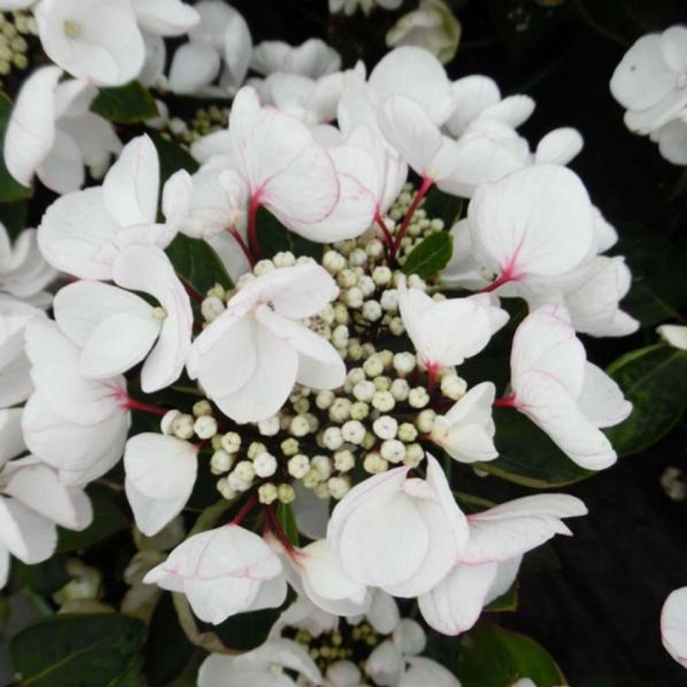 Choco Chic(Чоко Чик) (двухцветный) НОВИНКА