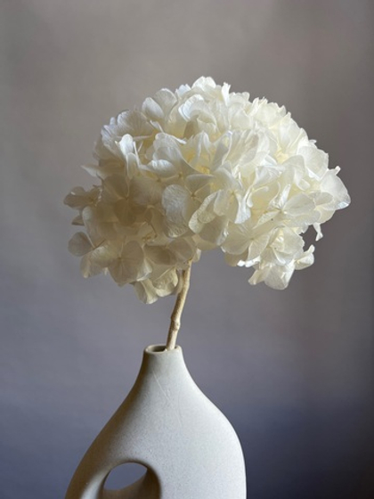 Гортензия макрофила стабилизированная белая