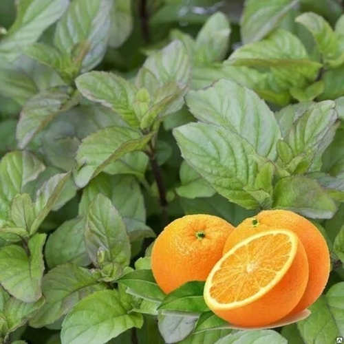 Мята Апельсин