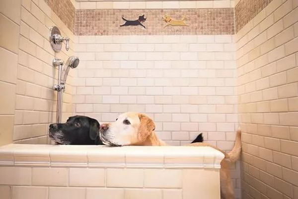 5 ошибок при мытье лап собакам 5 ошибок при мытье лап собакам