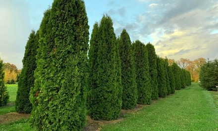 Туя западная Columna (Колумна) 35 см