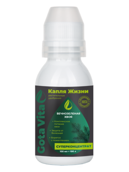 Вечнозеленая хвоя