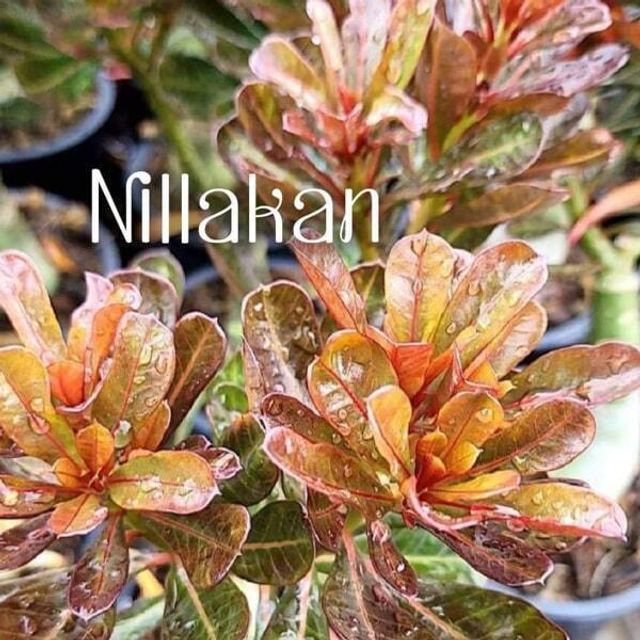 Адениум обесум