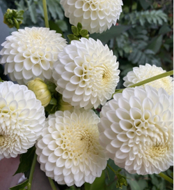 Георгин Райкрофт Ян (Ryecroft Jan)