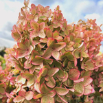 Металлика «Metallica» С1.5