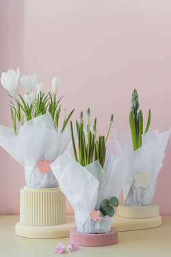 Первоцветы в декоративной тишью