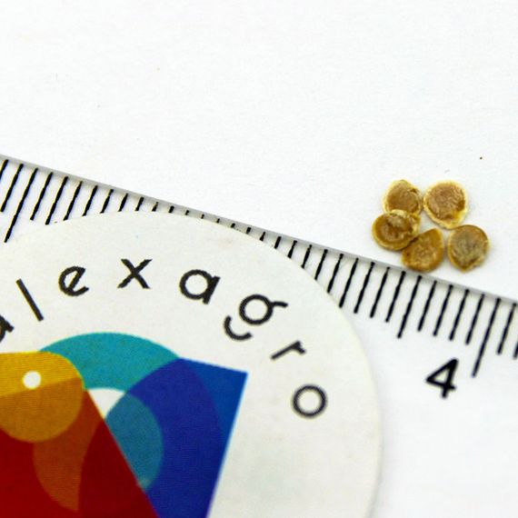 КОРНАБЕЛЬ F1 семена томата купить