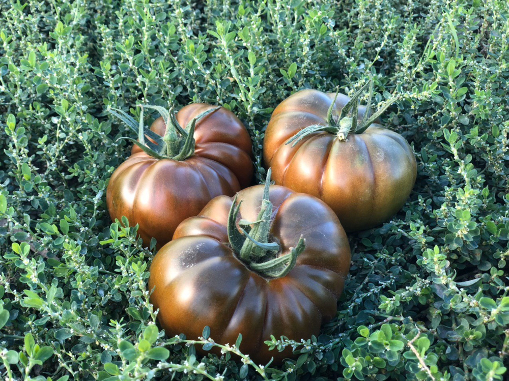 Браун Кой F1 семена томата индетерминантного ( Yuksel Tohum / )