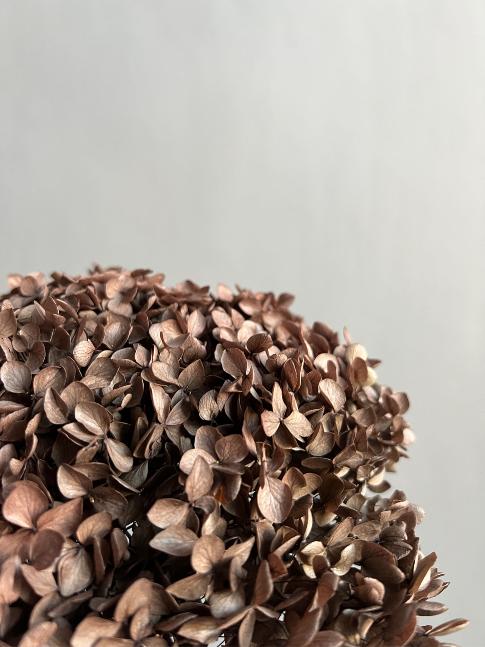 Гортензия стабилизированная коричневая