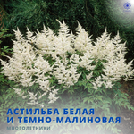 Астильба в ассортименте