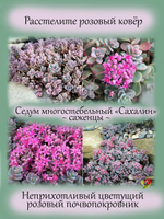 Седум многостебельный Сахалин очиток розовый