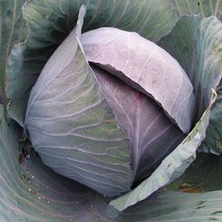 РЕМАЛА F1 семена капусты краснокочанной (Syngenta | Alexagro)