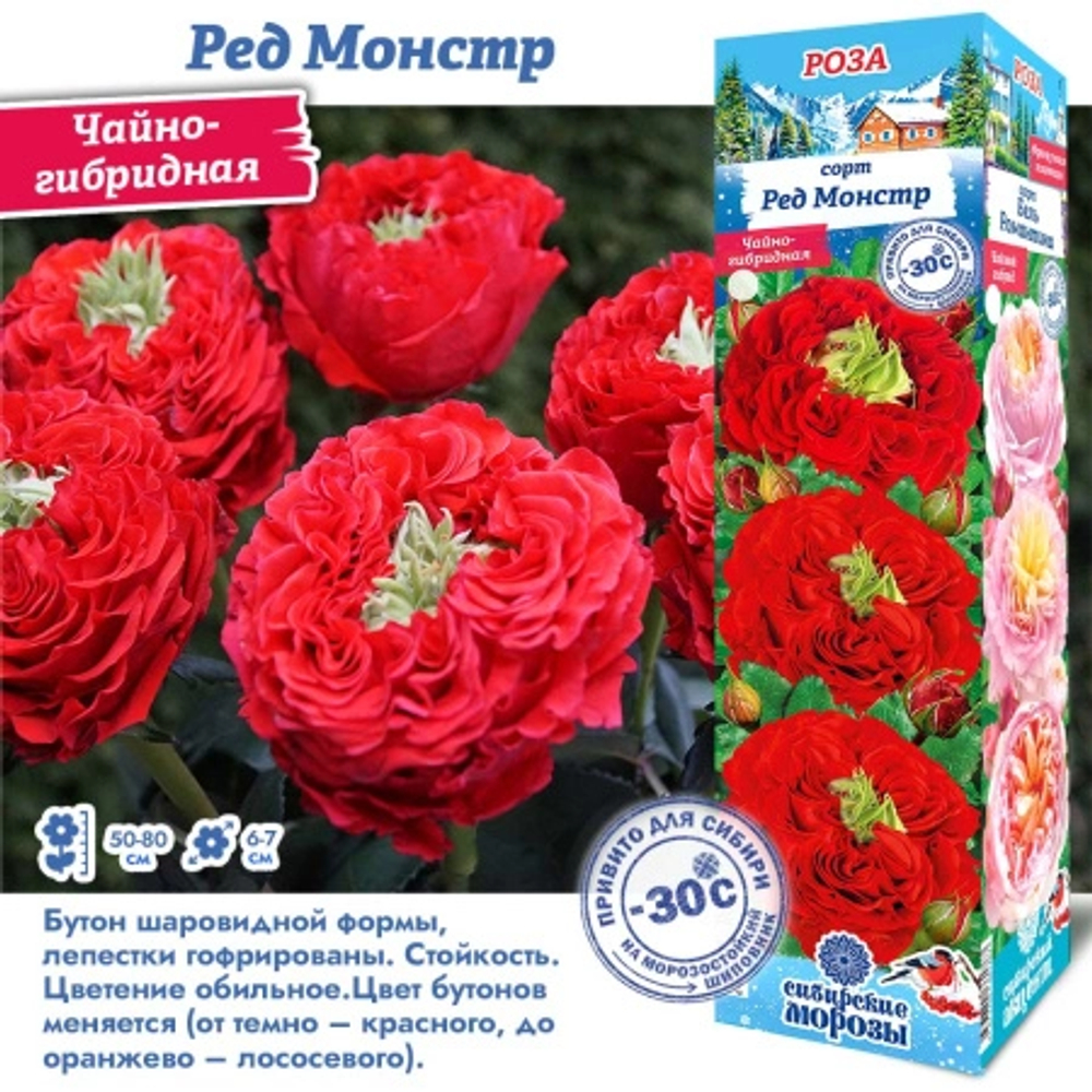 Роза Ред Монстр (Чайно-гибридная)