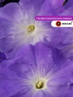 Петуния Мамбо F1 небесно-синяя