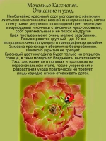 Молодило Кассиопея каменная роза