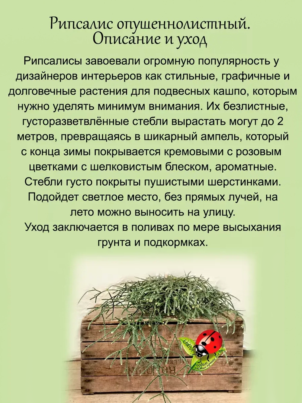 Рипсалис опушеннолистный суккулент ампельный