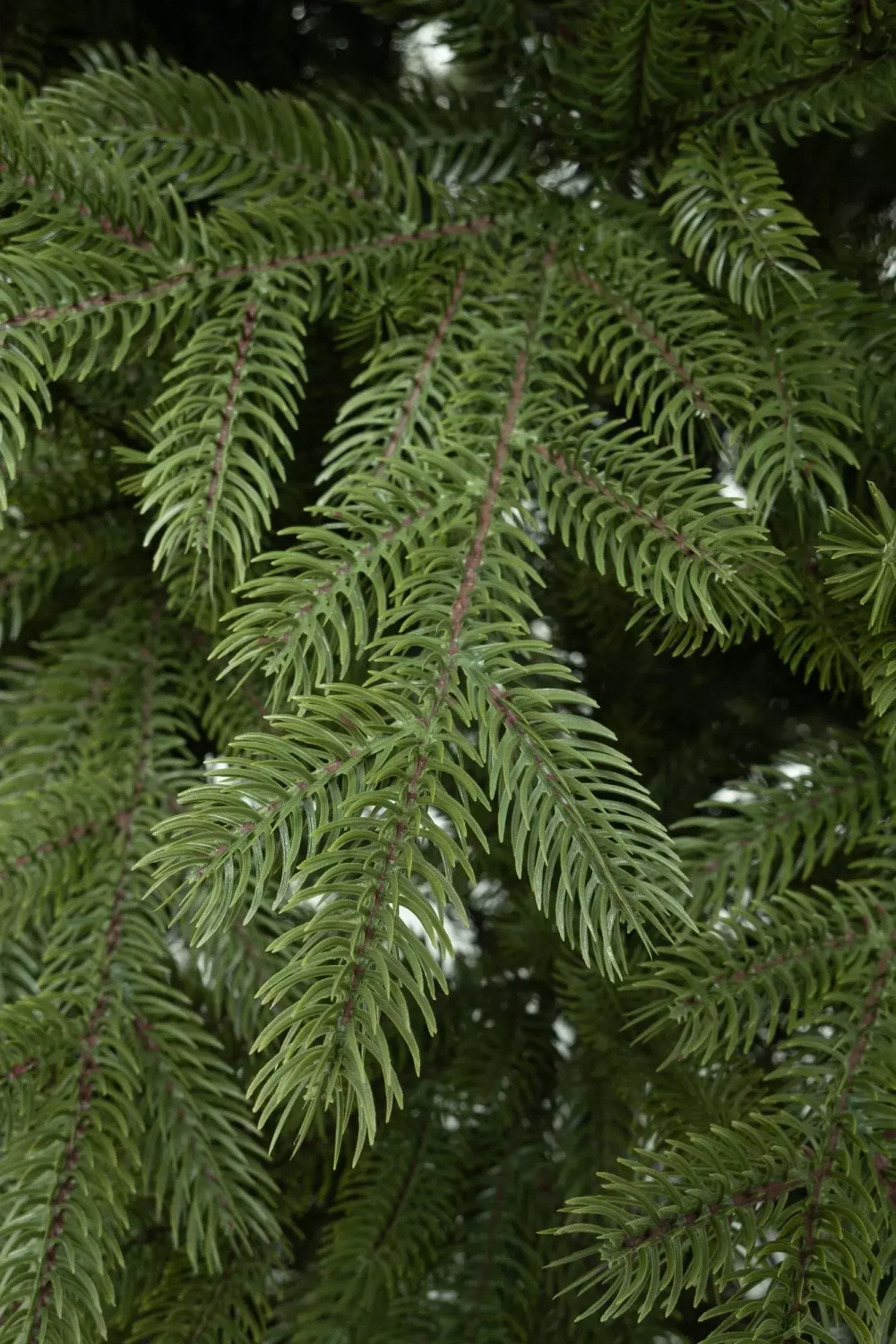 Искусственная елка Михайловская 210 см., 100% литая хвоя, ЕлкиТорг (242210)