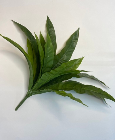 Куст Асплениум