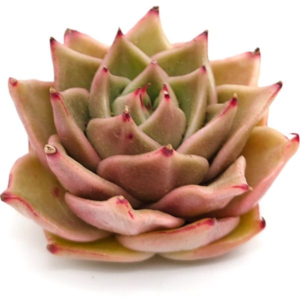 Суккулент Эхеверия Литтл Стар вариегата (черенок)