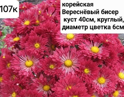 САЖЕНЦЫ ХРИЗАНТЕМЫ КОРЕЙСКАЯ ВЕРЕСНЕВЫЙ БИСЕР №107