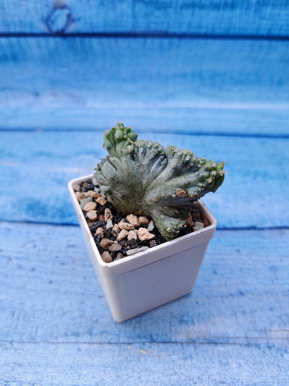 Myrtillocactus Geometrizans cristata (Миртоллокактус)