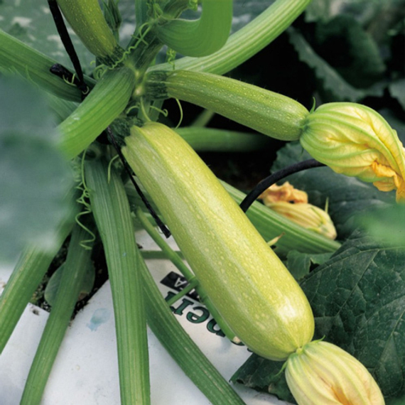 СИРЕНА F1 семена кабачка Syngenta описание – фото 4