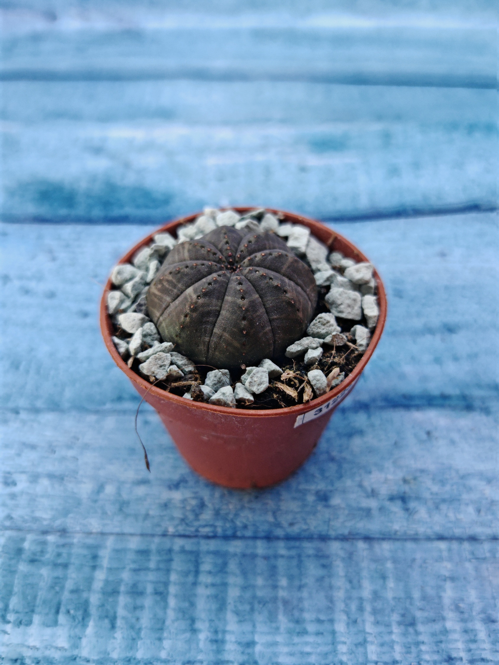 Суккулент Euphorbia Obesa (Эуфорбия)
