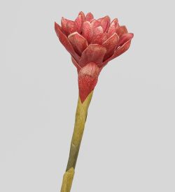 TR 559B Бутон цветка имбиря