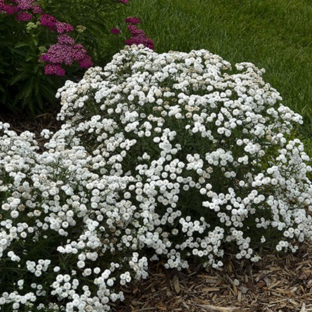 Тысячелистник птармика Noblessa (white)