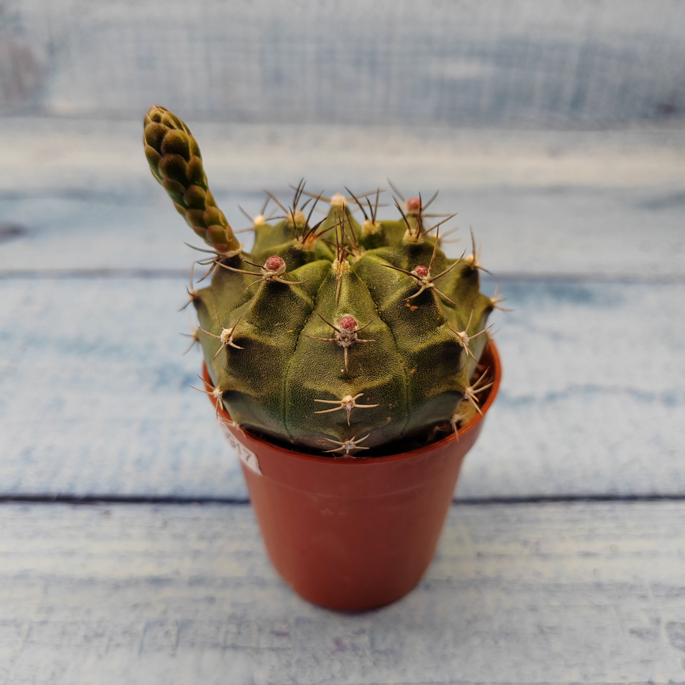 Gymnocalycium Friedrichii (Гимнокалициум)
