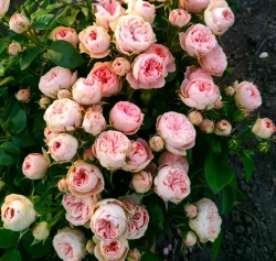 Роза Лавли Рококо С4 Закупка М16 июнь 2026