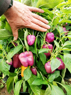 Перец Германская Виолончель - Violgo Pepper