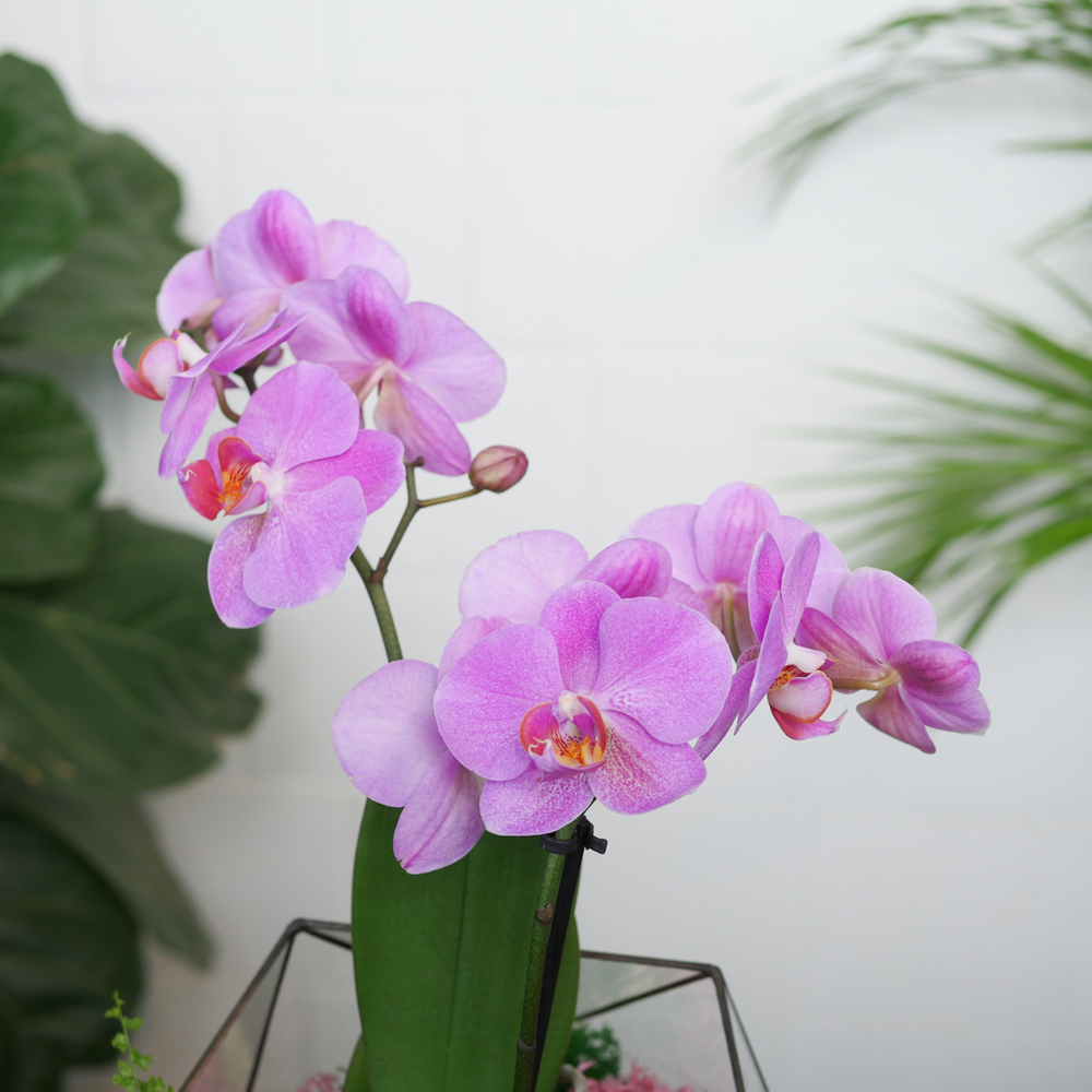 Готовый флорариум с пурпурной орхидеей Икос