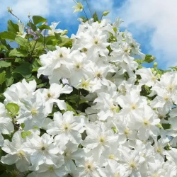 Клематис гибридный Сноу Сторм Закупка М33 апрель 2026