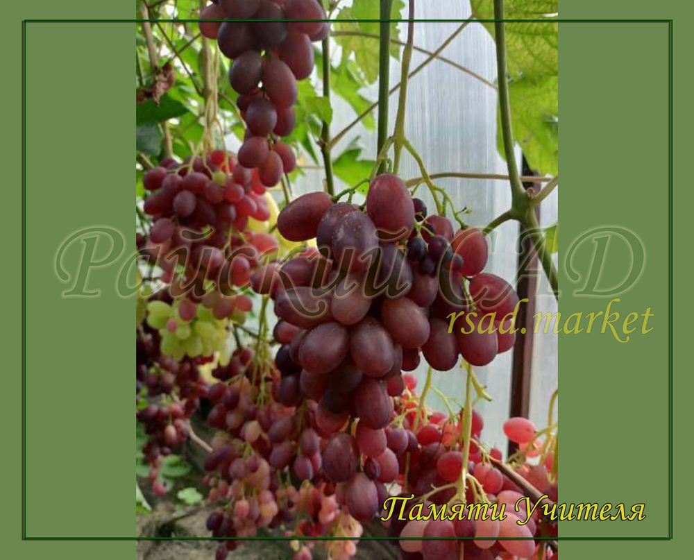 Виноград Памяти Учителя