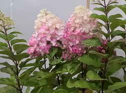 Гортензия метельчатая Колорфул Коктейль- Красочный коктейль (Hydrangea paniculata `Colourful Cocktail `)