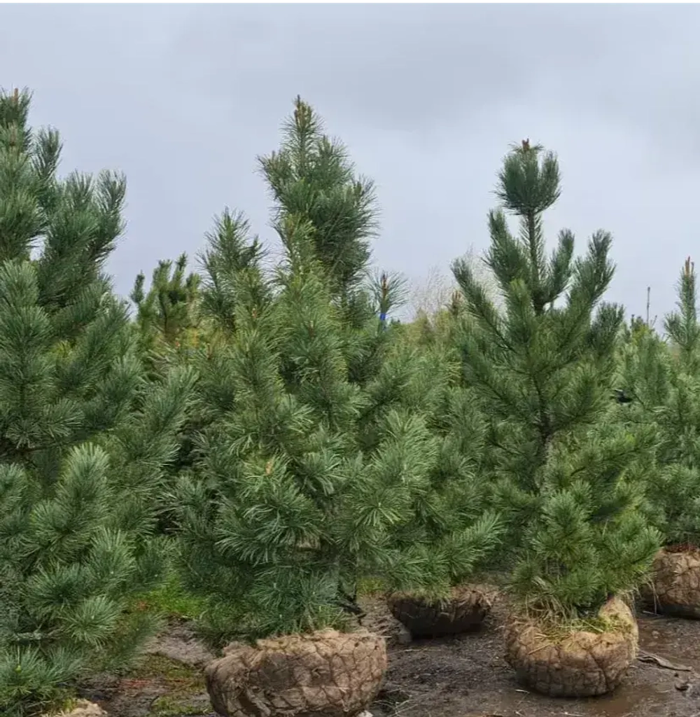 Сосна кедровая европейская (ком) 100-120